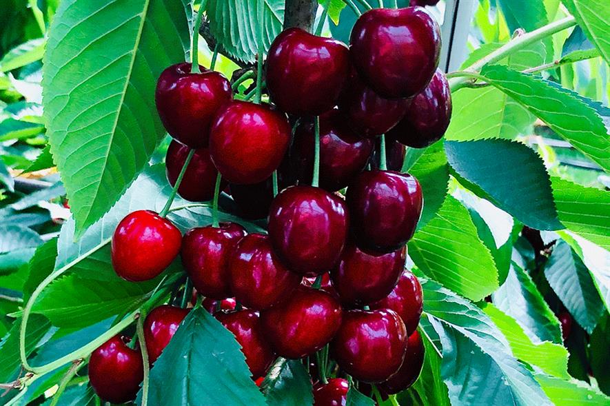 UK-grown cherries to reach supermarkets a week early | Horticulture Week