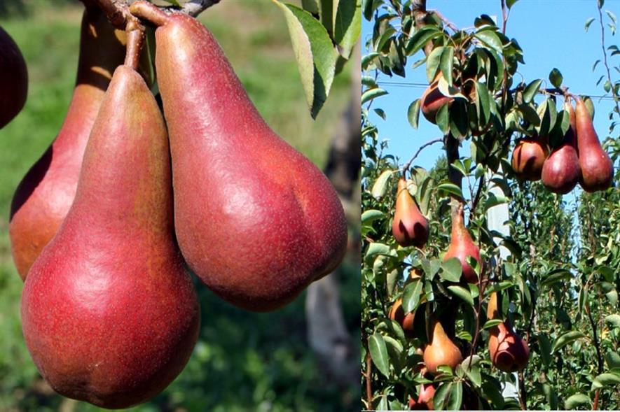 The Lucy Red pear - image: University of Bologna