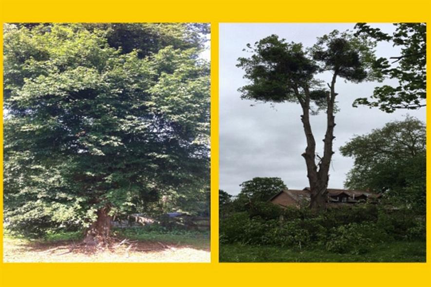 The tree in question: image Herefordshire Council