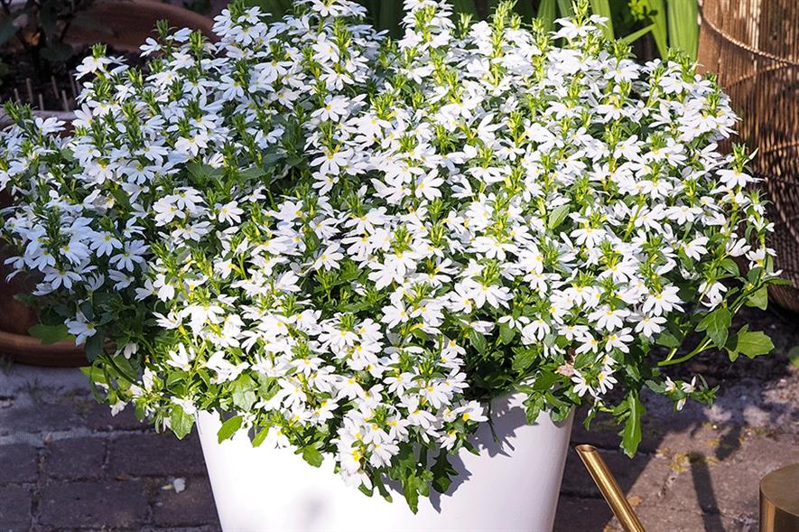Scaevola Surdiva Blanket White - credit: Channel Island Plants