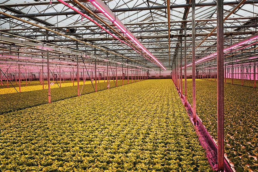 Vast vistas of plants grown inside glasshouse at Madestein's growing facility