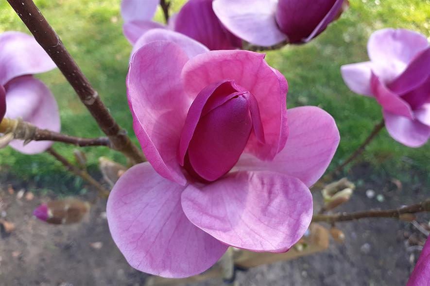 Magnolia 'Royal Purple'