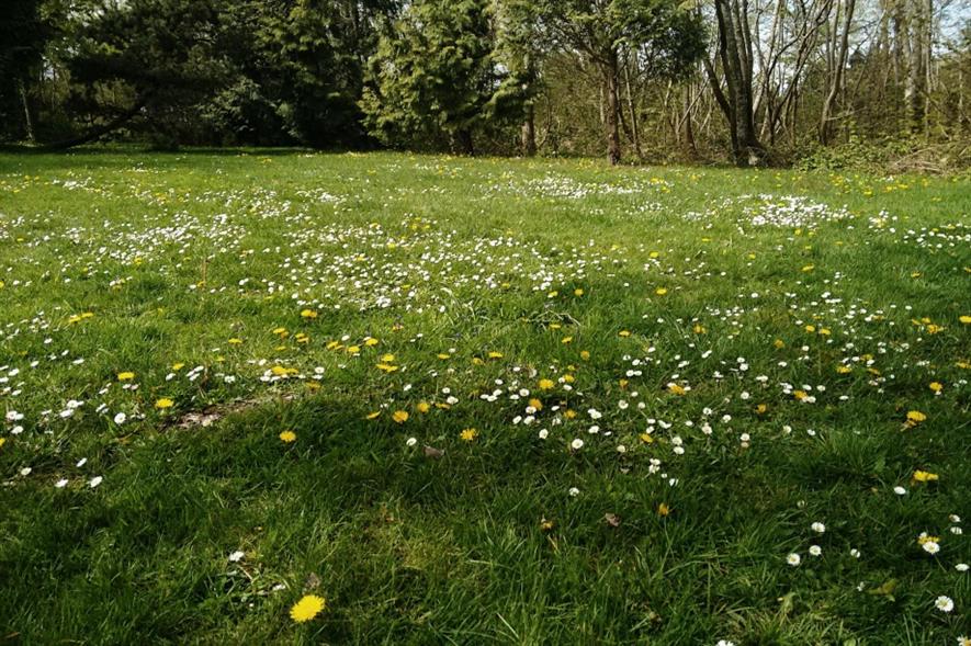 Meadow. Image: MorgueFile