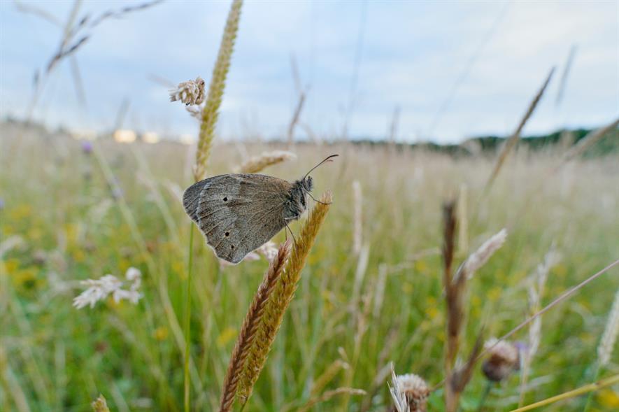 Meadow brown butterfly at Three Hagges Woodmeadow - credit: L.Campbell