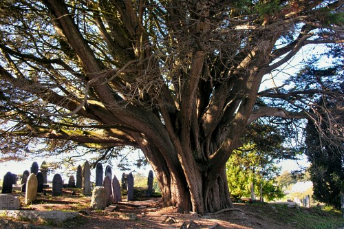 Ancient yew in churchyard, Church Island, Anglesey - image:Denis Egan