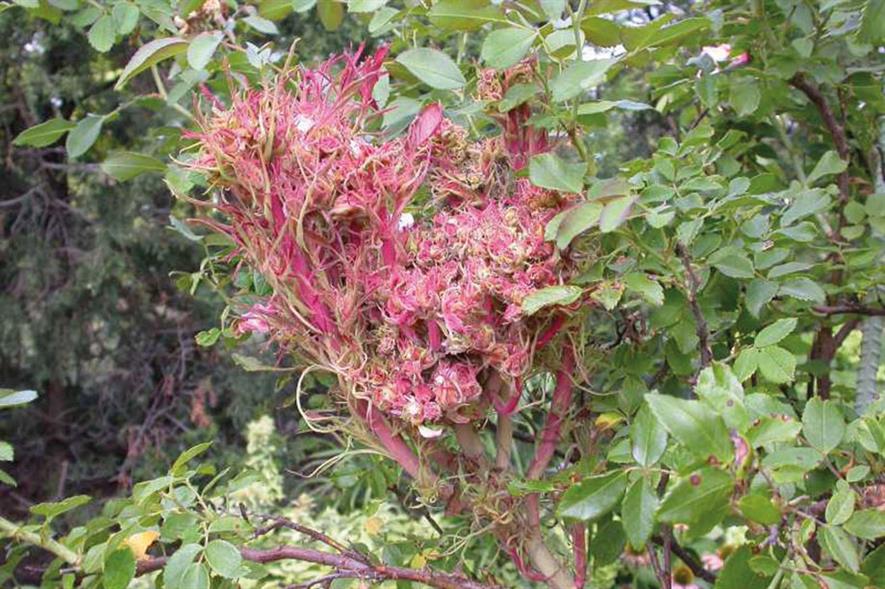 Rose rosette virus is expected to spread further in USA but yet to be recorded in Europe - credit: Missouri Botanical Garden