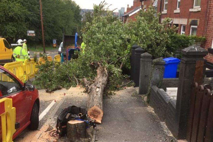The tree felled on Myrtle Road - image: Simon Crump