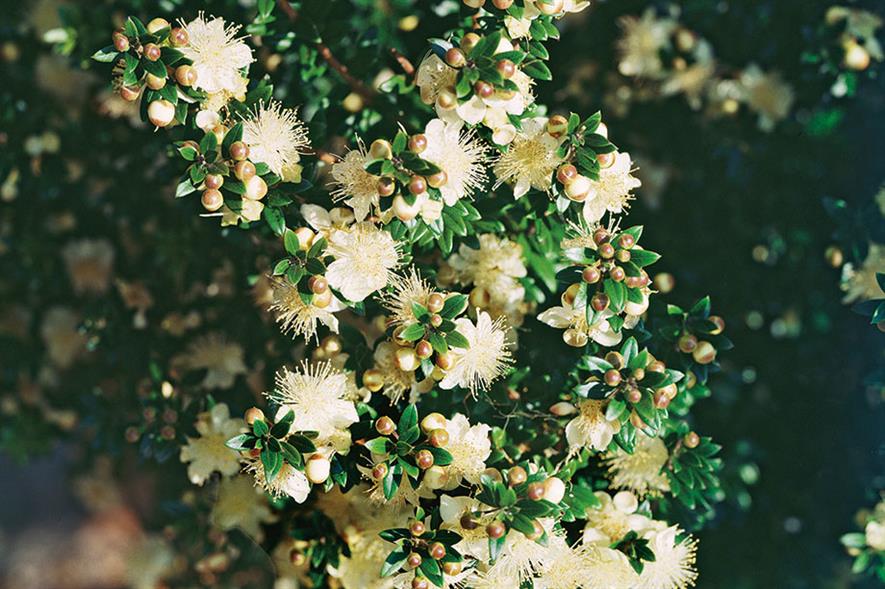 Myrtus communis tarentina - all images: Floramedia