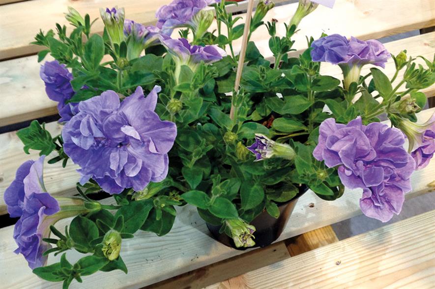 Best in Show/Best Herbaceous Perennial: Salvia Blue Marvel, Darby Nursery Stock