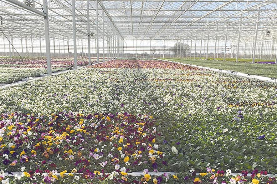 Image: Neame Lea Nursery