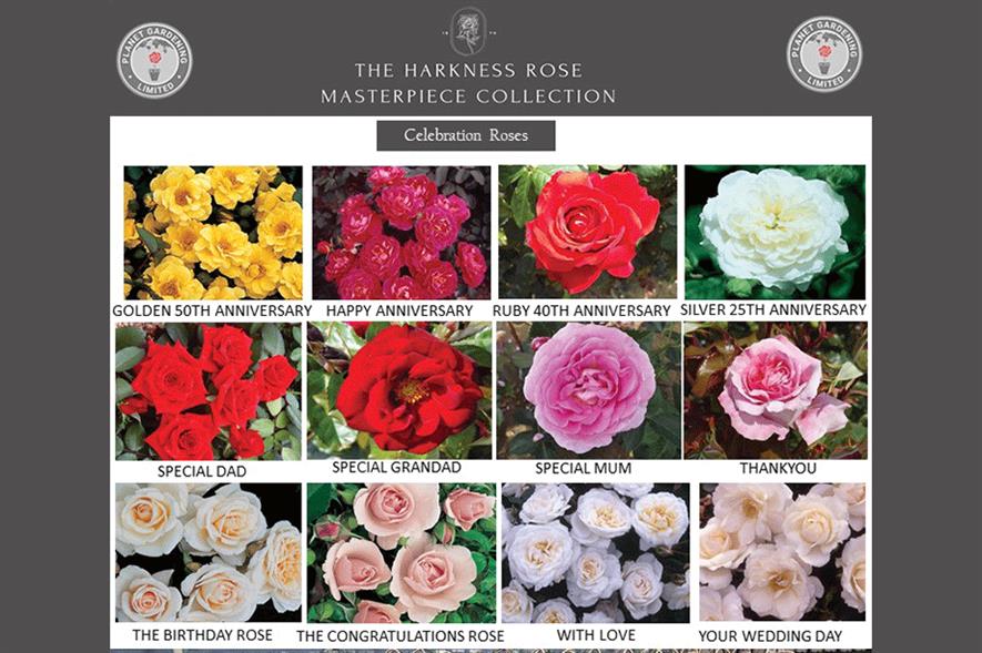 Golden 50th Anniversary rose - create: Harkness Roses