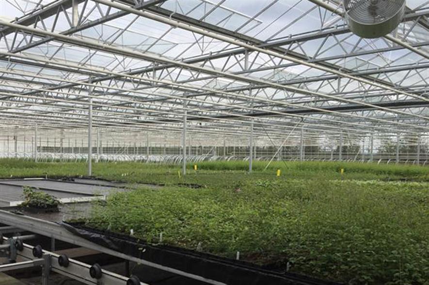 Image: New Leaf Plants