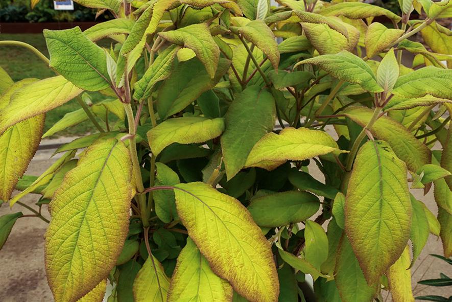 Hydrangea Gold Rush Hillier Horticulture Week