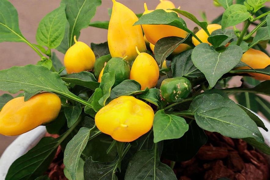 Pepper 'Lemon Dream' HortWeek