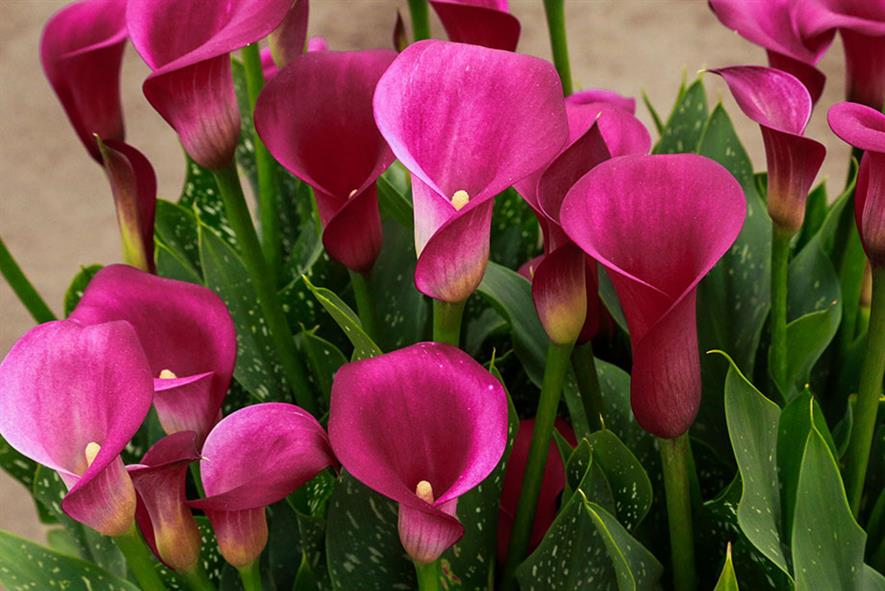 Zantedeschia 'Flirt' (Brighter Blooms) | HortWeek