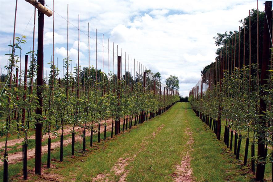 Top fruit: Gala and its clones continue to drive UK market share because they meet modern tastes in finish, colour and taste - image: HW