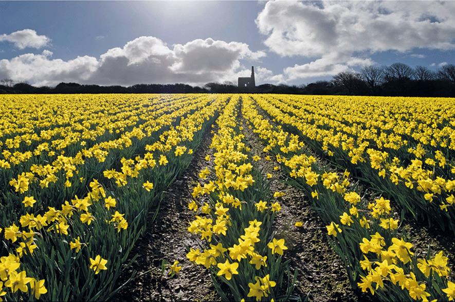 Greenyard Flowers, part of Newey Group - image: Newey Group