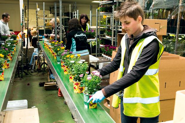 Ornamentals plant production workers at a conveyor belt of plants