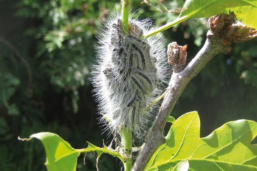 Butterfly and moth larvae: one of the largest groups of pests to attack ornamentals
