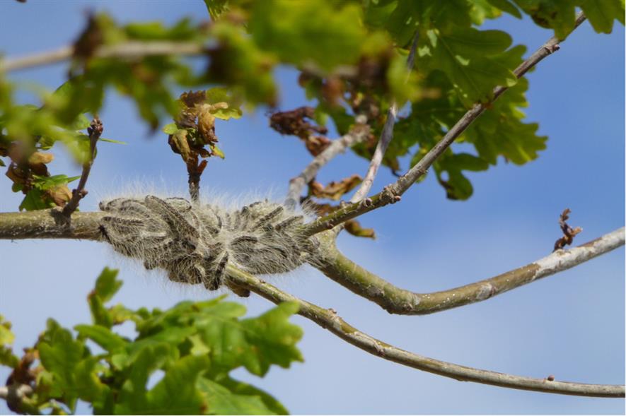 Public Urged To Report Sightings Of Oak Processionary Moth Caterpillars   OPM 6 