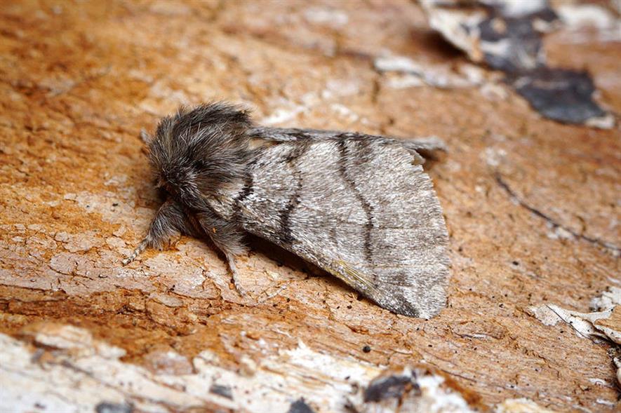 Oak Processionary Moth - image: Flickr/Ben Sale