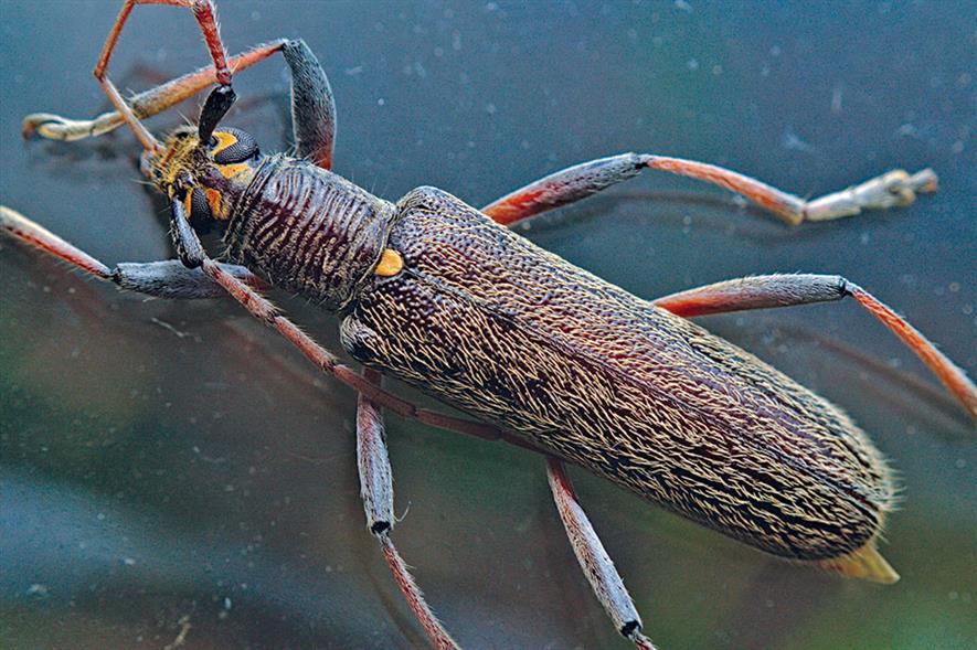 Oemona hirta