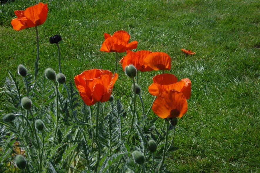 Poppies. Image: MorgueFile
