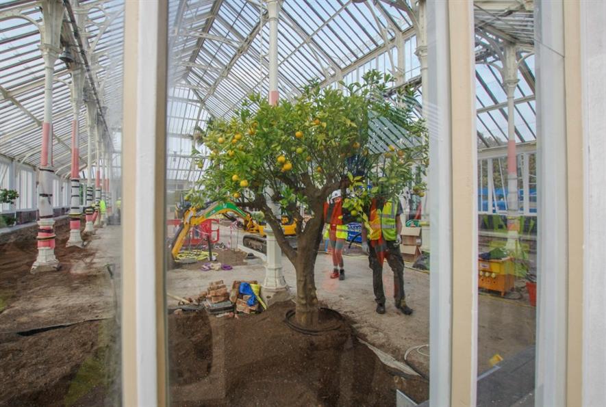 Home at last for the Citrus X Aurantium. Image: Richard Wilford RBG Kew
