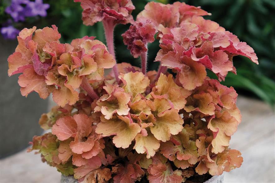 Heuchera ‘Frilly’: among top tips for new plants in 2021 - credit: Seiont Nurseries