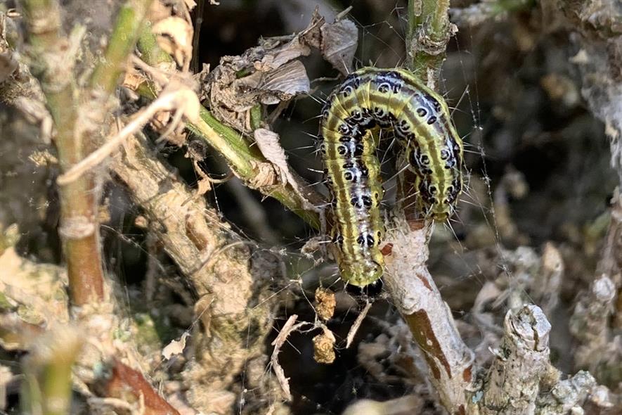 box caterpillar