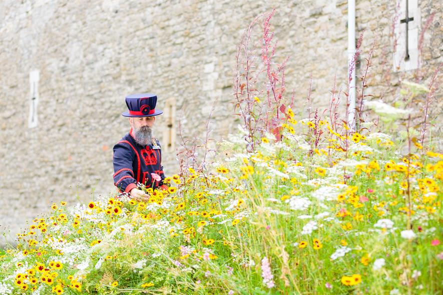 Beefeater looking at flower bed outside the Tower of London
