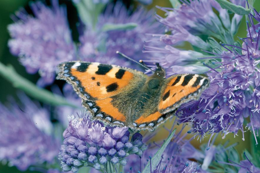 C. × clandonensis ‘Kew Blue’ - image: Floramedia