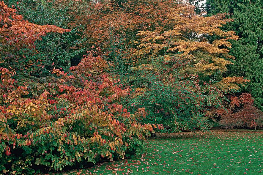 Parrotia