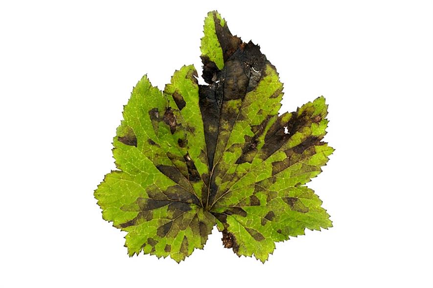 Leaf nematode damage - image: Fera Science