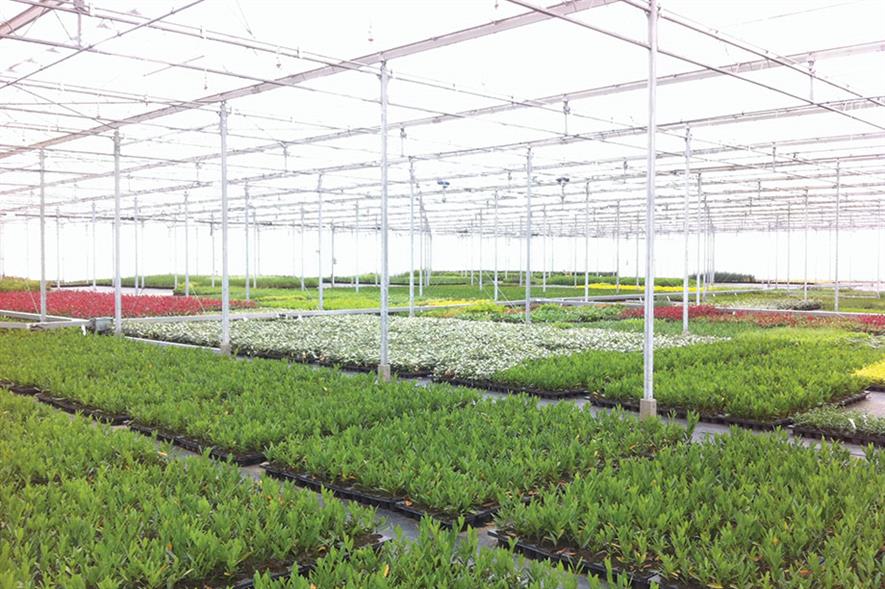 Image: Palmstead Nurseries