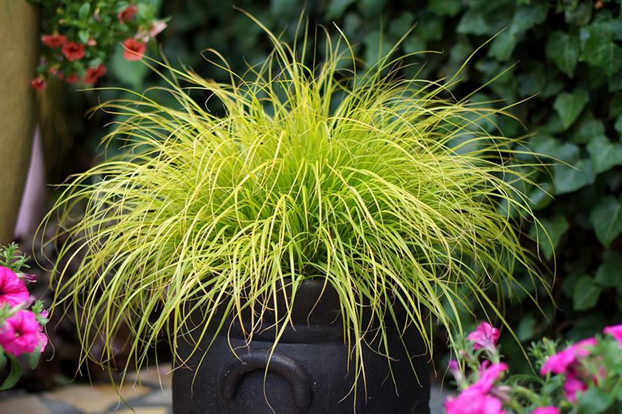 Plantipp top 5 new plant varieties for 2021 Horticulture Week