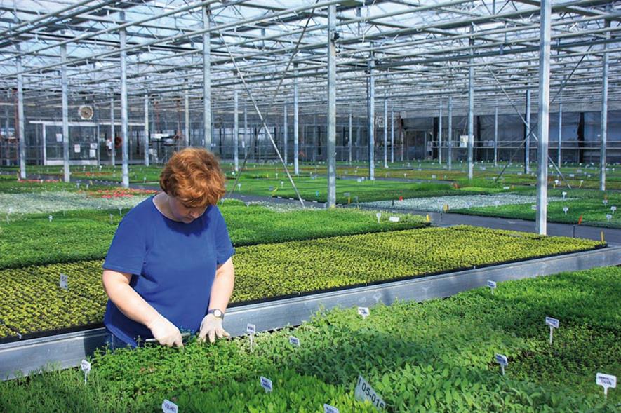 Pentland Plants: bedding plant plugs - credit: Pentland Plants