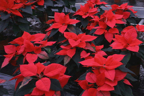 Poinsettias: growers advised to fit biomass boilers to control costs - image: HW