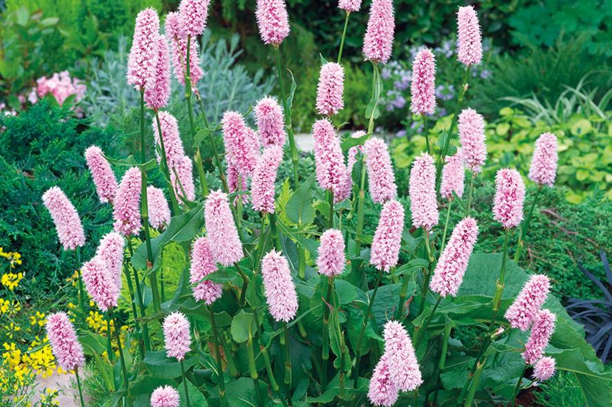 Persicaria