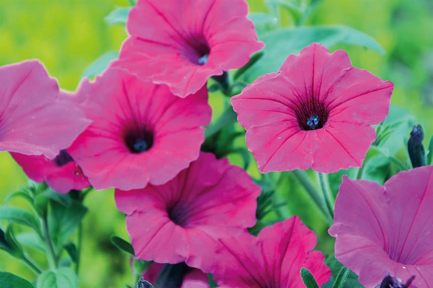 Petunia 'Vista Fuchsia'