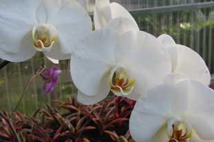 Phalaenopsis, the moth orchid, is reliable in production and easy to maintain, and sell - photo: Morguefile