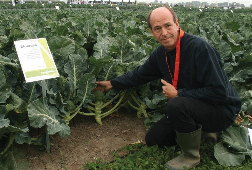 Broccoli: Syngenta’s Monrello was introduced last year and has a very good shelf life but needs to be planted late - image: HW