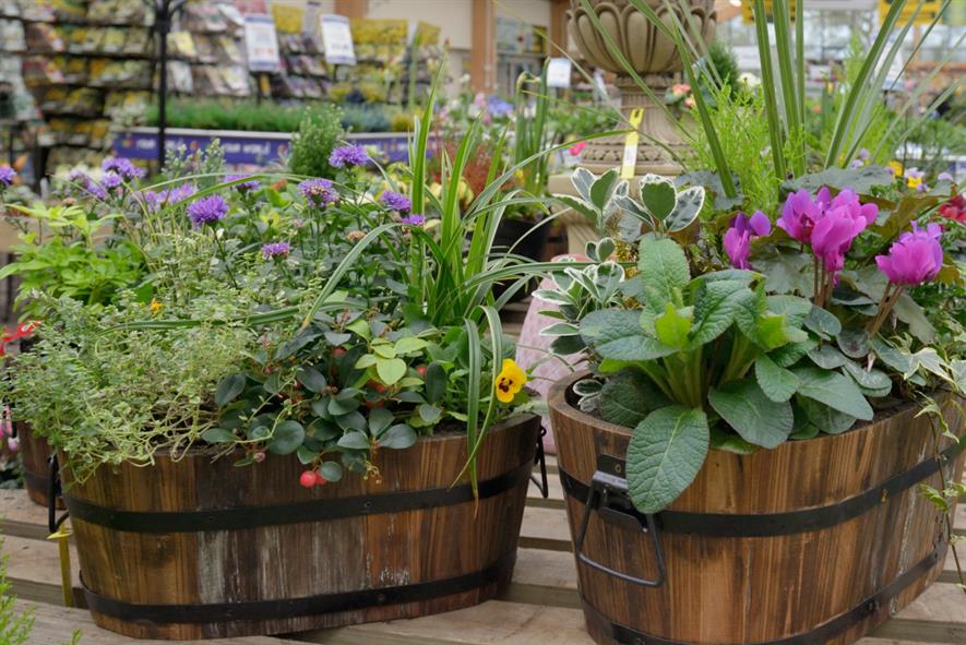 Plants in barrel-style planter pots