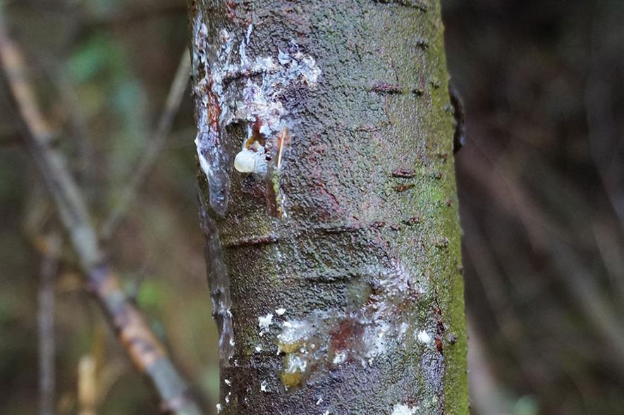 Phytophthora pluvialis - credit: Forest Research