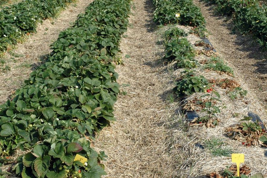 Strawberry fungicide approved for drip irrigation Horticulture Week