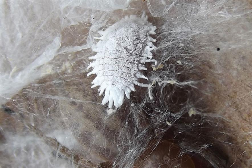 Mealybug: citrus, Planococcus citri - image: Martin Lagerwey/Flickr