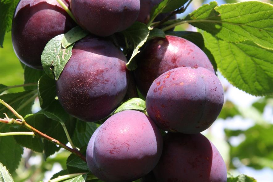 Frank P Matthews' new plum