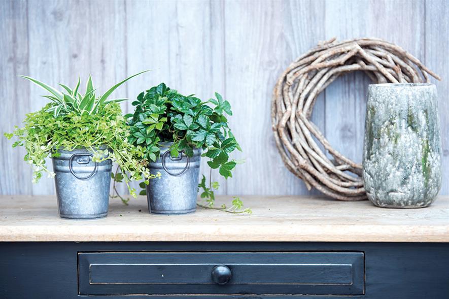 Pots and containers: latest market trends to emerge are colours and adding value - image: Pöpplemann