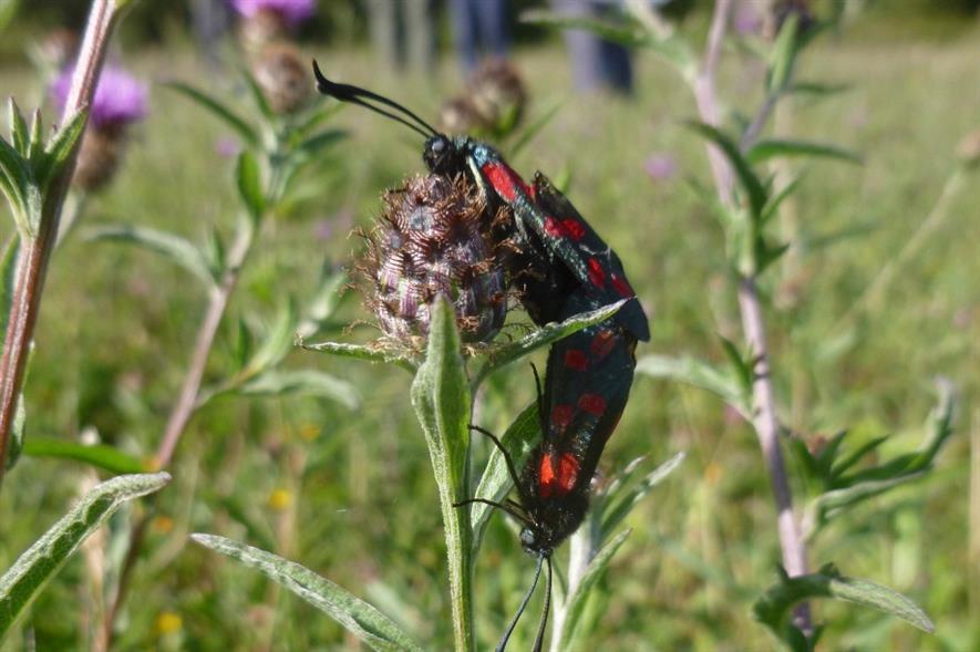 Scottish pollinators to gain new habitat. Image: Buglife