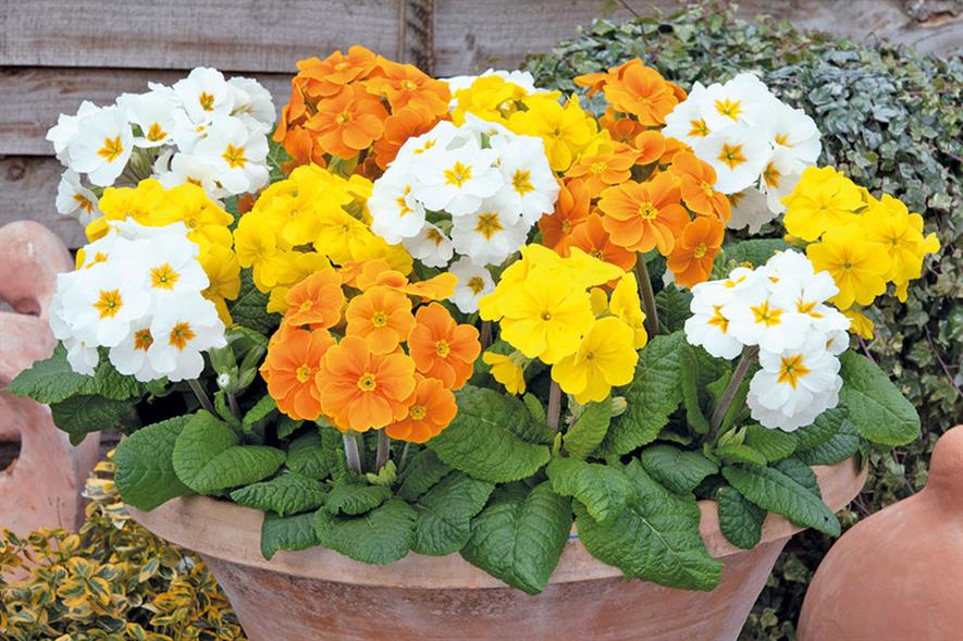 Polyanthus 'Crescendo' plant with orange, white and yellow blooms